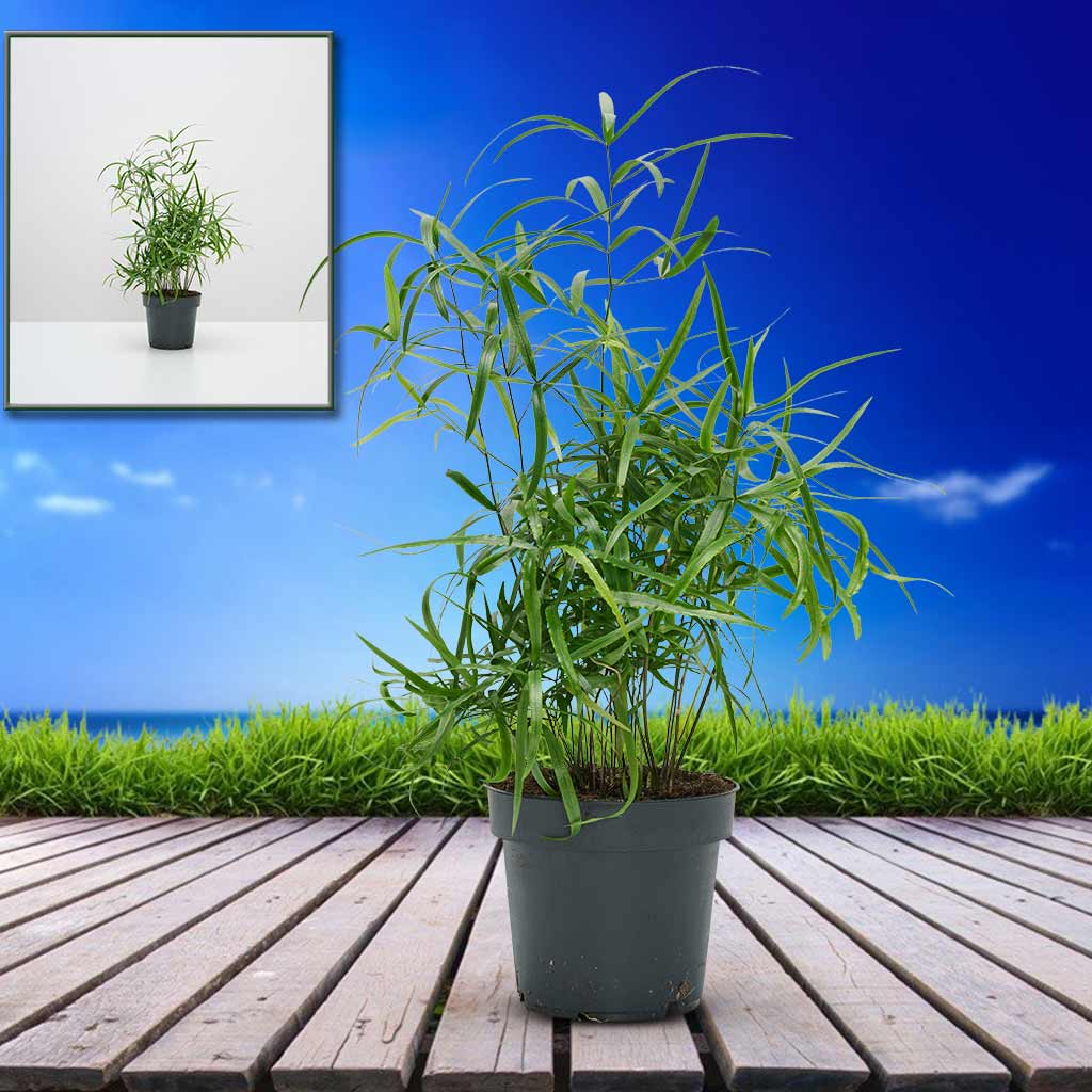 Amazon product infographic design showcasing features and benefits